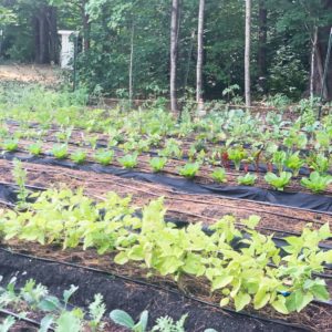 garden at Vermont Alcohol + Drug Rehab Facility