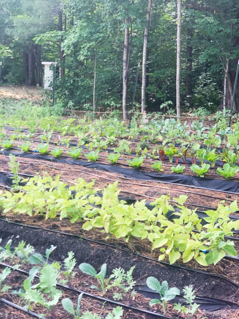 garden at Vermont Alcohol + Drug Rehab Facility