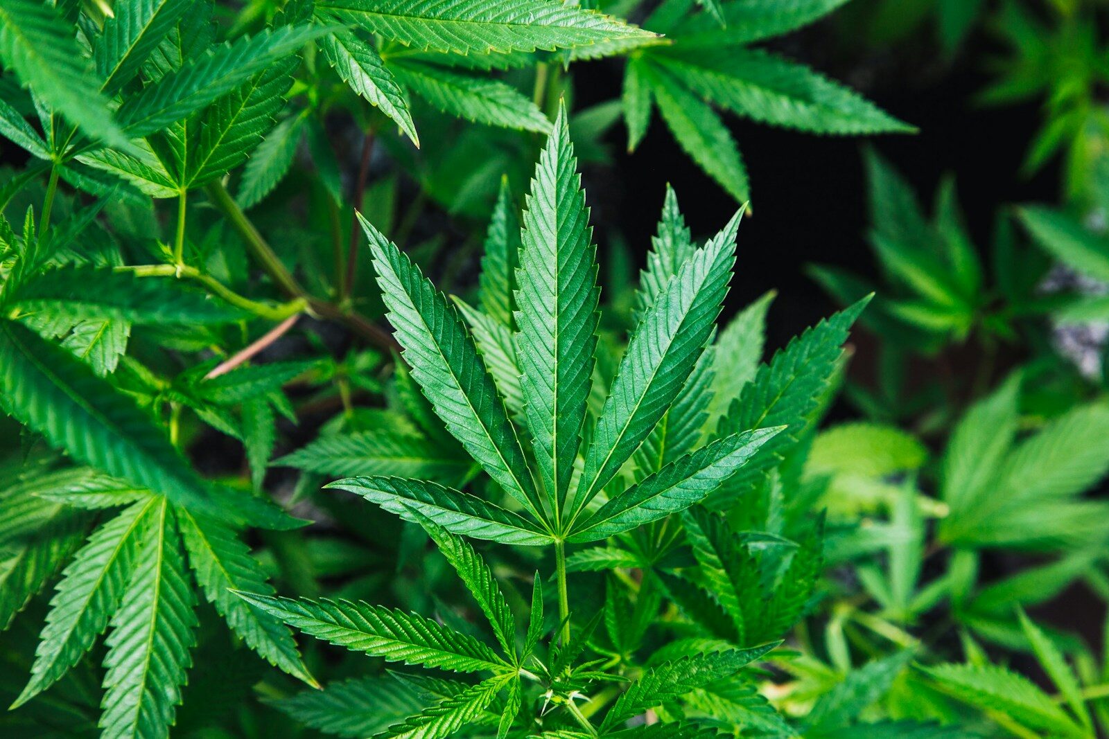Cannabis addiction plant