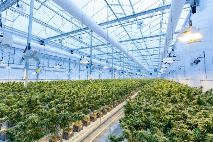 High THC weed farm